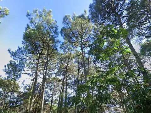 Vanguardia y Carpintero Lote 13