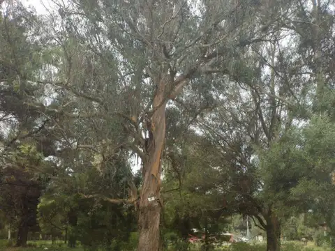 Terreno en Venta de 472,0 m2