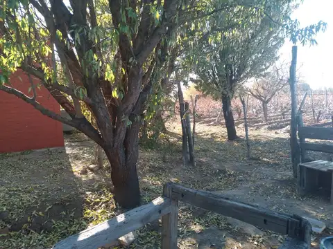 VENTA DE FINCA CON 2 CASAS RIVADAVIA MENDOZA