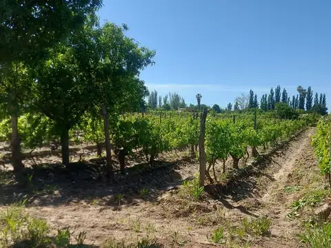 VENTA DE FINCA CON 2 CASAS RIVADAVIA MENDOZA