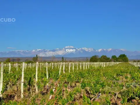 Carrizal Alto - Luján de Cuyo - Mendoza