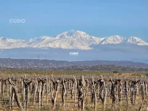Carrizal Alto - Luján de Cuyo - Mendoza