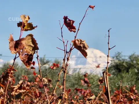 Finca 2,7 hectáreas con viñedo y olivos sobre calle principal de Lunlunta - Maipu