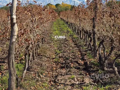 Finca 2,7 hectáreas con viñedo y olivos sobre calle principal de Lunlunta - Maipu