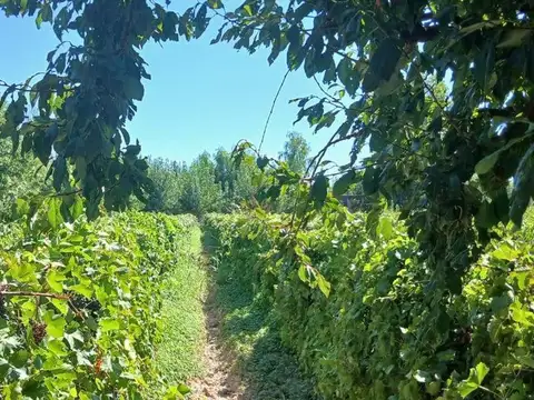 FINCA 23ha EN VENTA COLONIA SEGOVIA EN PRODUCCIÓN