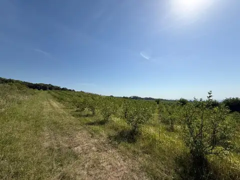 Camino Rural Vecinal 100