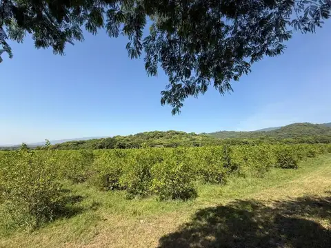 VENTA FINCA DE LIMONES TAFI VIEJO 17,5 HECTAREAS