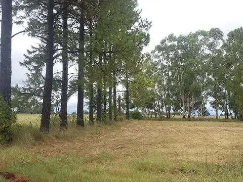 Madre Teresa de Calcuta