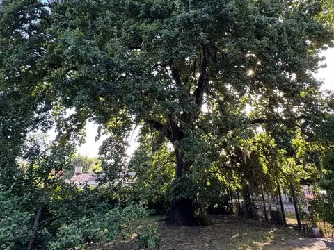 Luis Maria Drago 1100