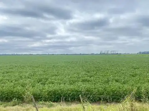 CAMPO DE 41HA EN SAN NICOLÁS DE LOS ARROYOS.