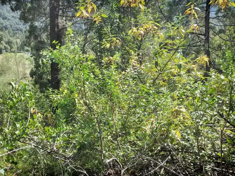 Chacra en Mallin Ahogado