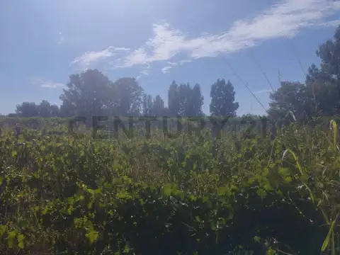 VENTA DE FINCA 12 HA, LA PEGA, LAVALLE. ID: 319764