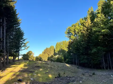 callejo de torres 100