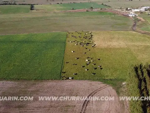 Consultar dirección