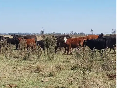 Campo en San Vicente