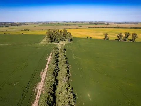 Campo en venta 93ha en Arrecifes
