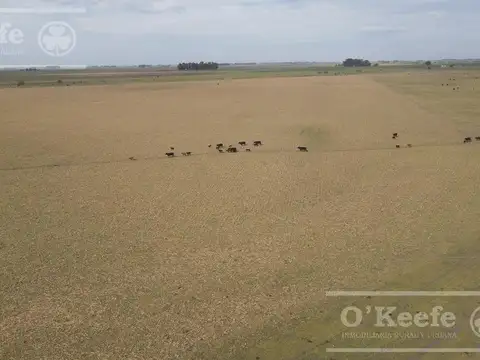 335 Has mixtas en Saladillo. 80% sembrable