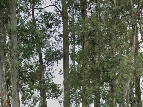 Terreno en Venta en Zarate, USD 700.000