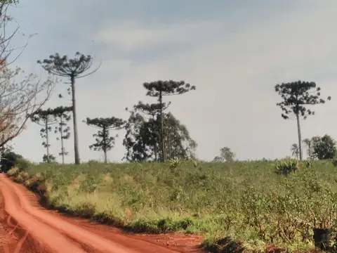 MISIONES - SAN PEDRO CAMPO 77 HAS. FORESTADO