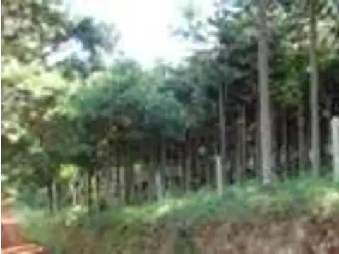 MISIONES - SAN PEDRO CAMPO 77 HAS. FORESTADO