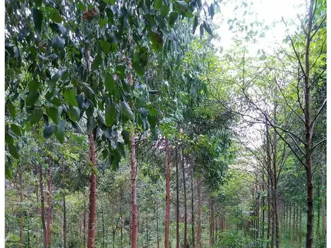 Campo Forestado En Misiones