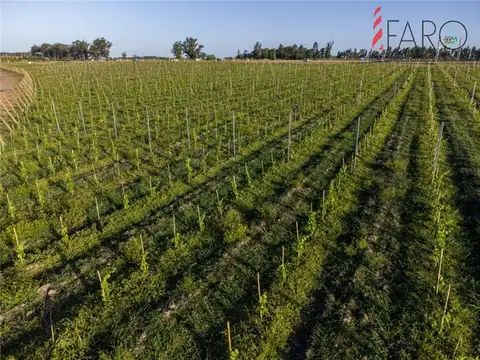 Campo en Venta de 5  ha