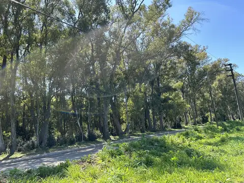 Arbolada de Longchamps. B° Parque. Espora esq Zeballos