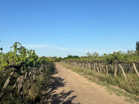 PRESIDENTE QUINTANA - ALGARROBAL - LAS HERAS
