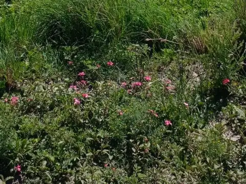 Se alquila Campo en La Gallareta 980 hectareas.