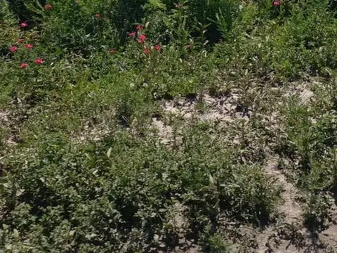 Se alquila Campo en La Gallareta 980 hectareas.