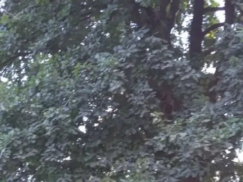 Santo Domingo al 5200