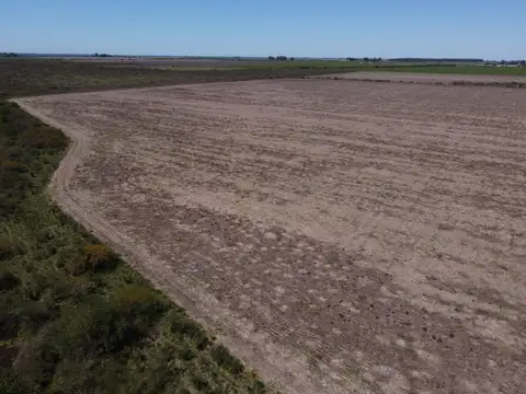 Campo en Venta Agrícola