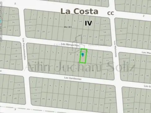 Las margaritas entre Los malvones y Los pensamientos