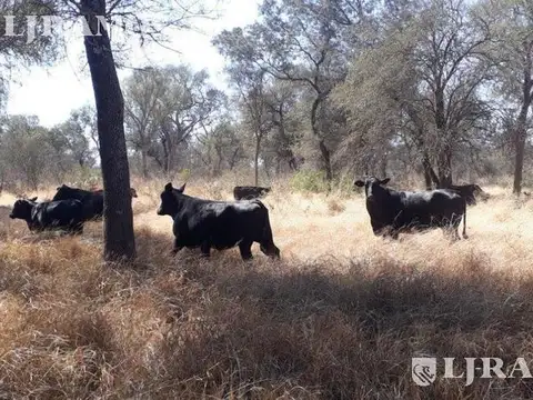 2500 ha ganaderas, con silvopastoril y estructura armada. Taco Pozo, Chaco
