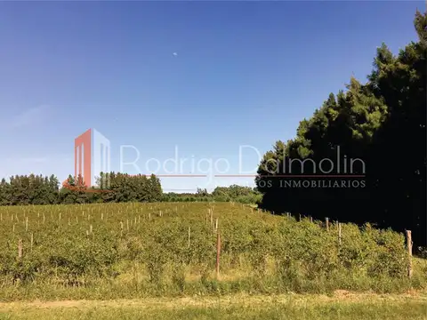 VENDO. 20 HECTÁREAS CON IMPORTANTES MEJORAS. CONCORDIA, ENTR