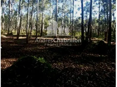 Apto Para La Producción De Frutales Y Forestación.