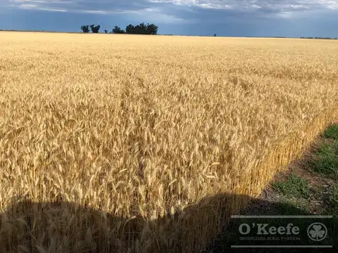 Campo en venta 330 has En Bolivar. Oportunidad de campo 60 % agrícola!