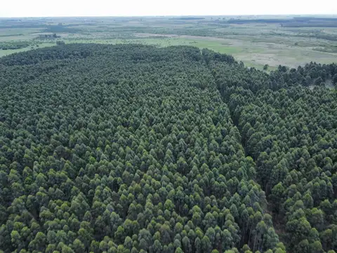 Campo en Venta de 289  ha