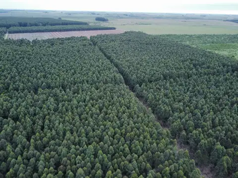 289 Has muy buen campo forestal y ganadero