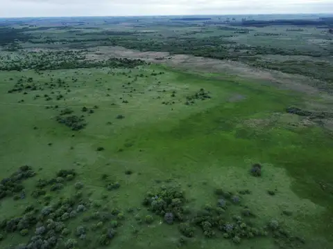 Campo en Venta Forestal