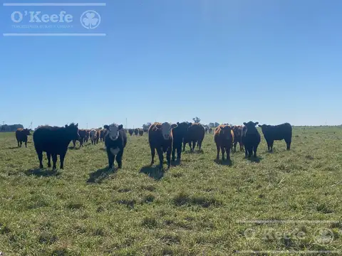 240 has en Chascomús