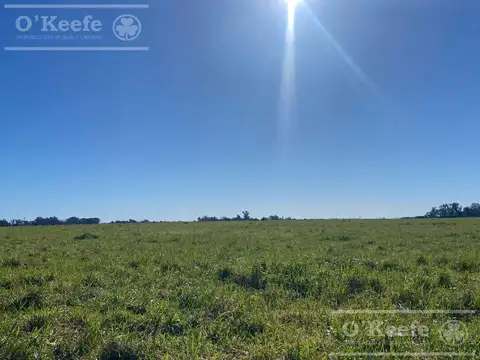 240 has en Chascomús - Campo Mixto