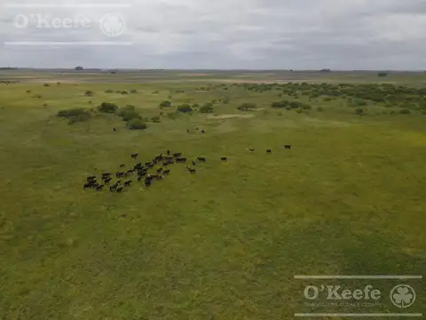 240 has en Chascomús