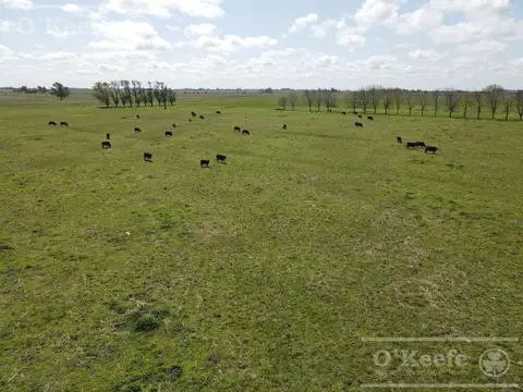 240 has en Chascomús - Campo Mixto