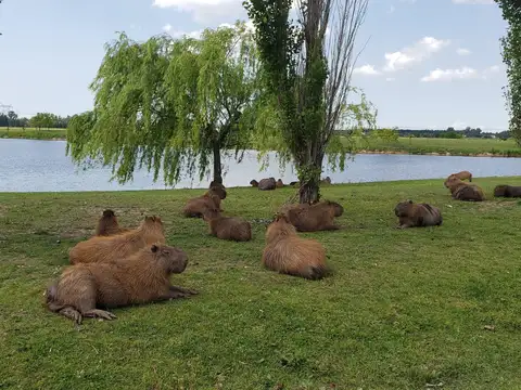 Terreno en Venta 36  mts Fondo