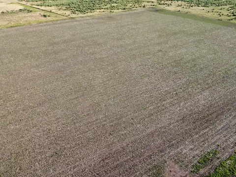 20 ha agricolas en Roque Pérez