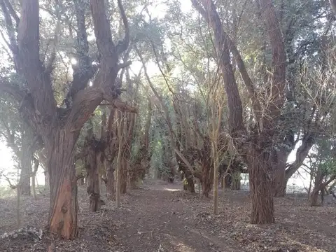 Terreno en Venta de 3198,0 m2