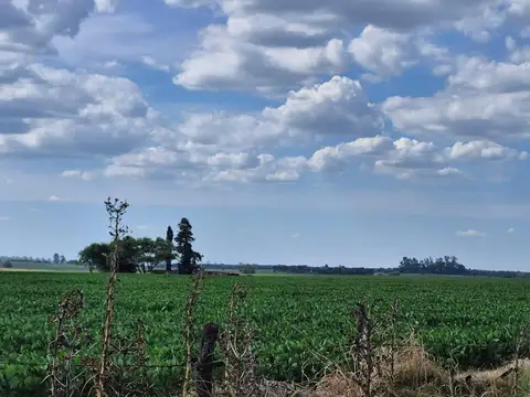 Campo en Venta - 55 Has Arroyo Dulce / Salto / Pcia de Bs As