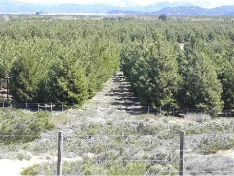 EXCELENTE TERRENO DE 4 HAS EN VILLA PEHUENIA IDEAL COMERCIAL  - DESARROLLO, SE ACEPTA PERMUTA POR Depto o casa  categoria en la costa (Pinamar- Carilo o similar)
