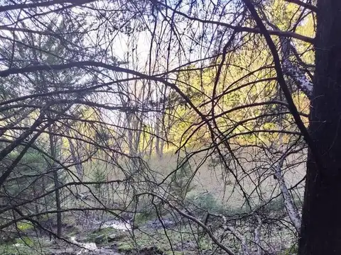 BOSQUE INTERNO CON VERTIENTE Y ABUNDANTE ARBOLEDA
